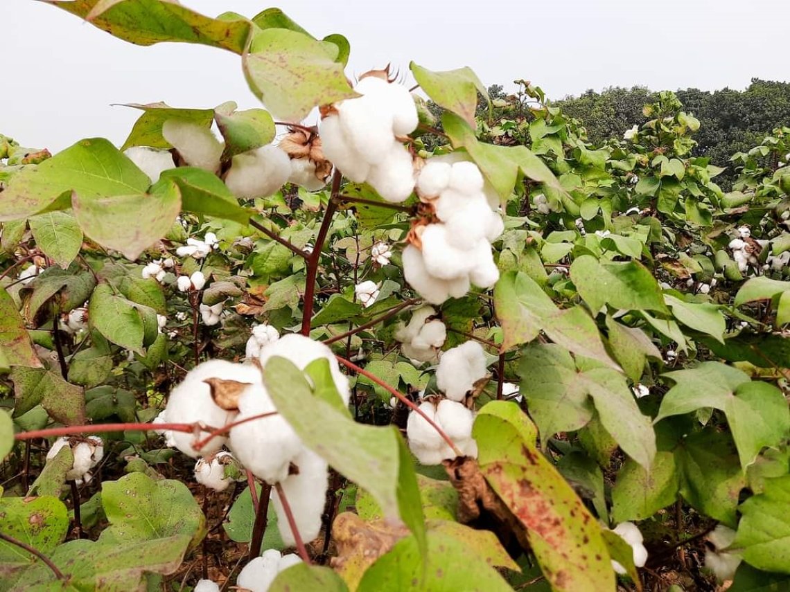 cotton-bangladesh-plant