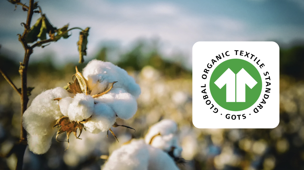 Close-up of a cotton plant with fluffy cotton bolls, accompanied by the Global Organic Textile Standard (GOTS) logo.